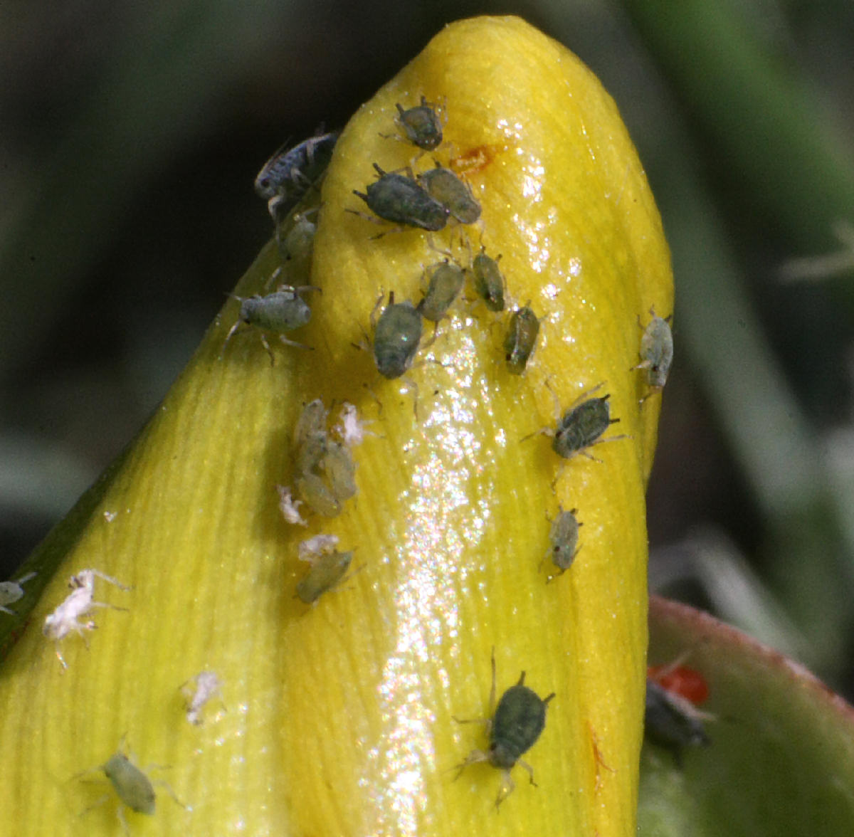 Aphis (Aphis) gossypii della Lombardia (MB)